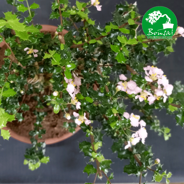Miniature-holly-decorative plant