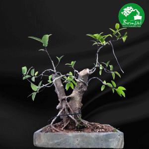 Ahatu-bonsai-plant-for-sale-in-Sri-Lanka
