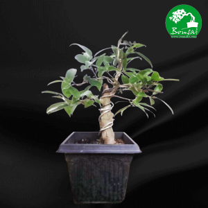 benjamin-small--bonsai-plants-for-sale-in-Sri-Lanka