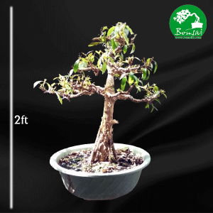 Kubuk-bonsai-plants-for-sale-in-Sri-Lanka
