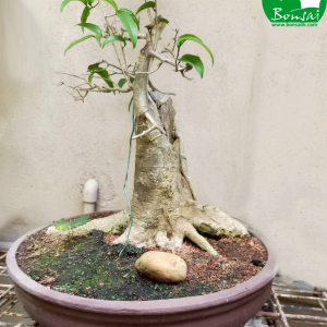 Veera-bonsai-plant