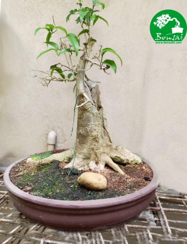 Veera-bonsai-plant