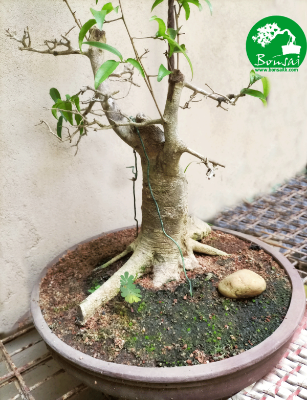 Veera-bonsai-plant-for-sale-in-sri-lanka