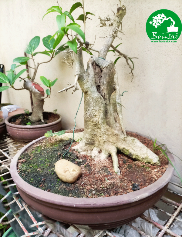 Veera-bonsai-plants-for-sale-in-sri-lanka